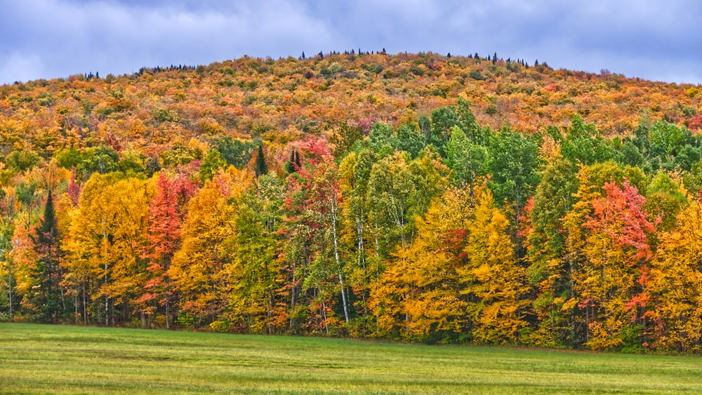 parc national du mont mégantic à l'automne - arbres en couleurs