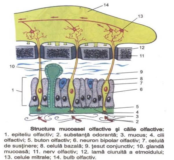 D:\Rox\Articole blog\poze\Structura-analizatorului-olfactiv.jpg