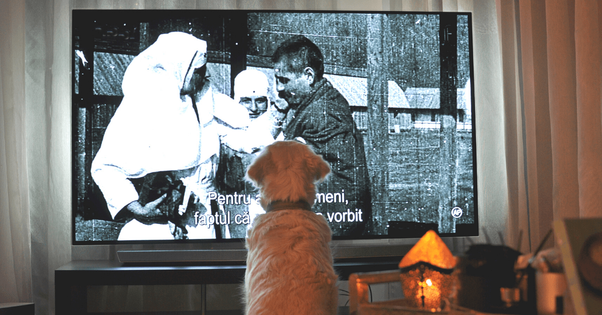 cachorro assistindo televisão