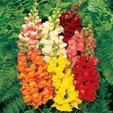 Macintosh HD:Users:sarinavetterli:Desktop:Plant and Granola Sale:Plant Images:Snapdragons.jpg