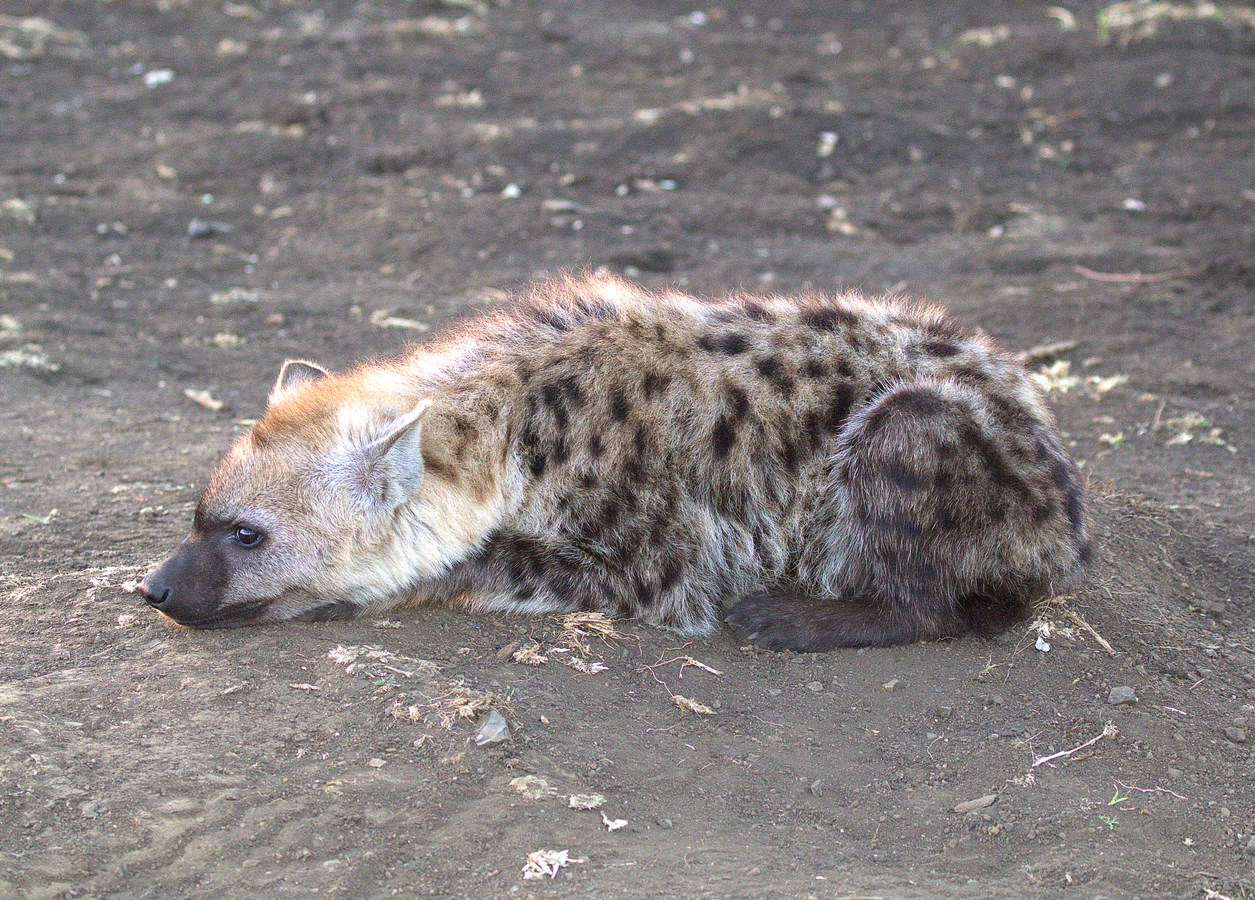 spotted hyena (Copy).jpg
