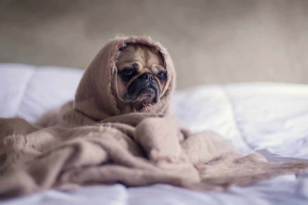 How to Tell if the Dog has Fever? - Everything You Need to Know