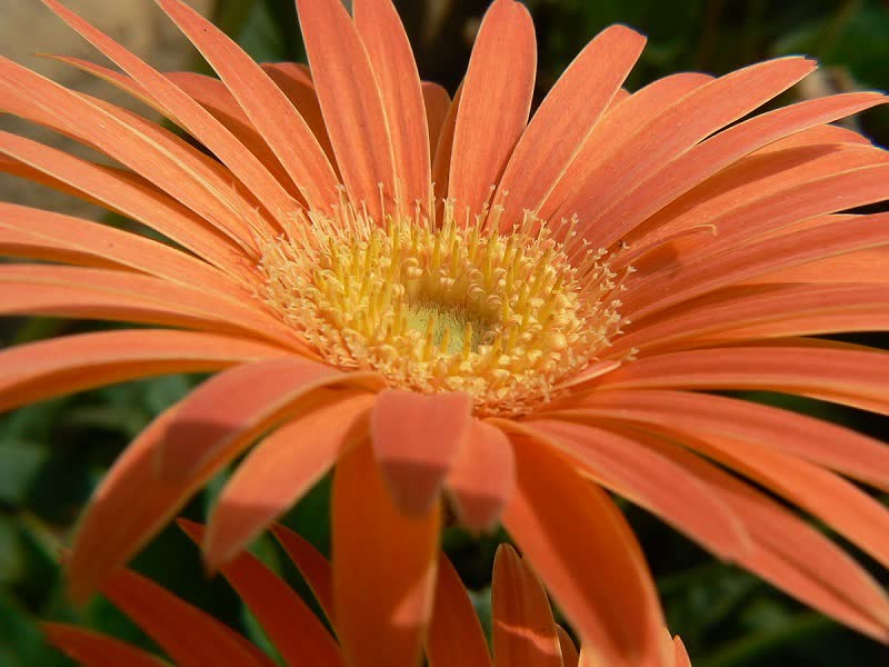 gerbera daisy