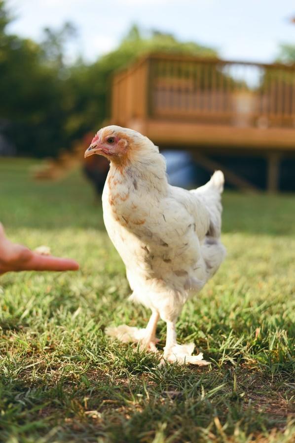 World’s smallest chicken Serama Bantam