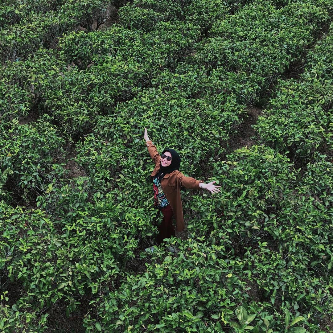 kebun teh candi cetho