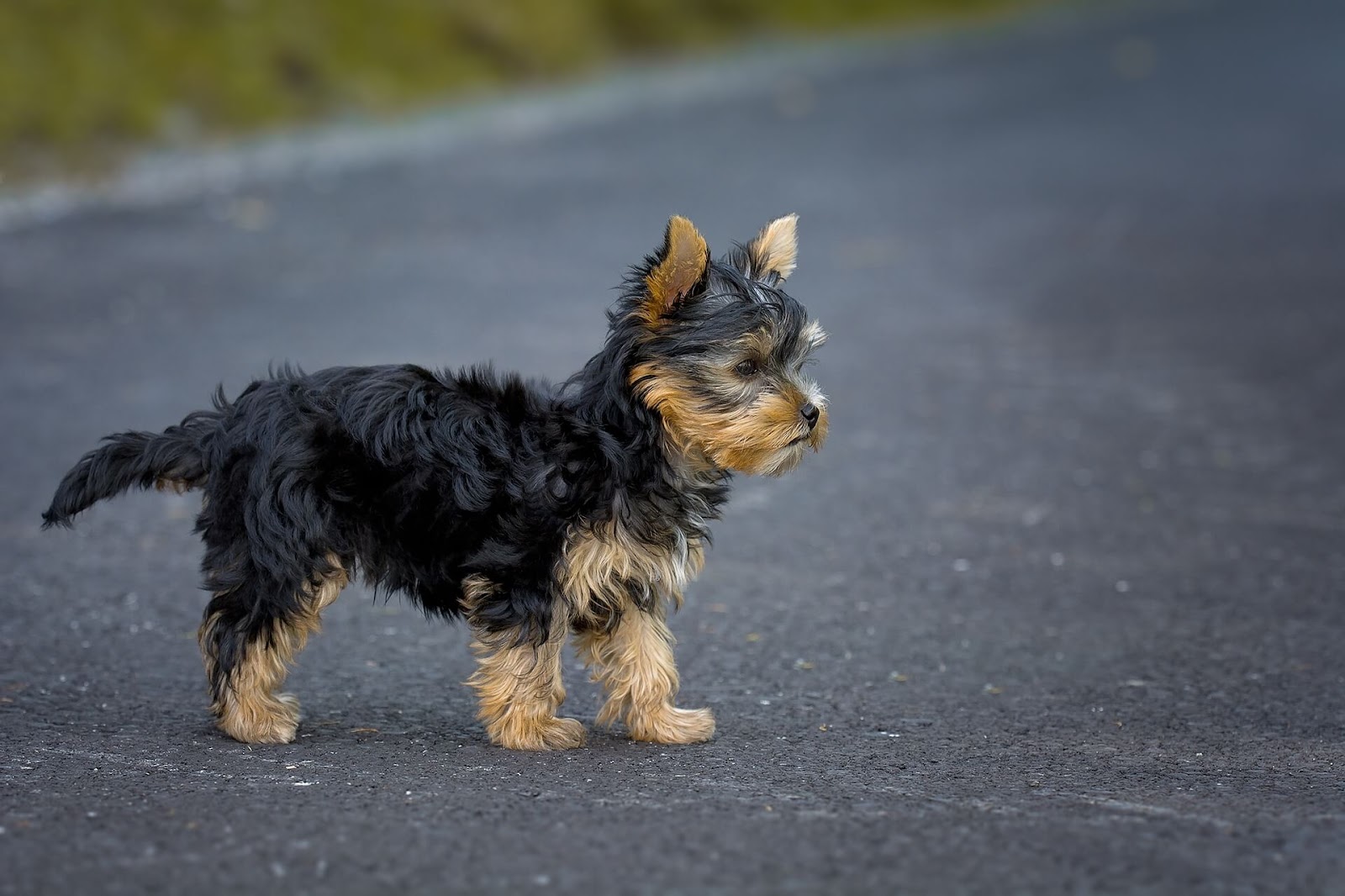 Are Yorkies Born With Tails? 