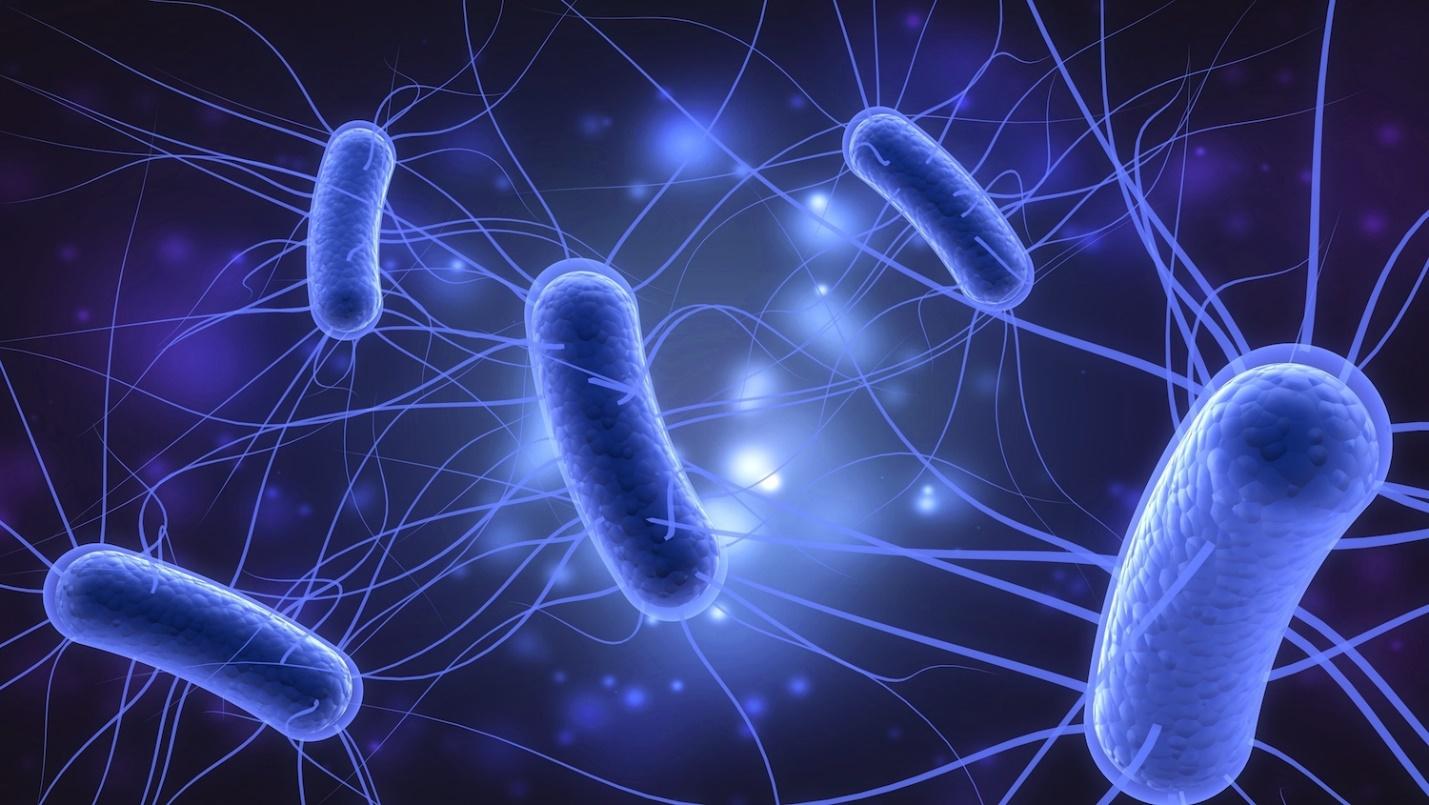 What Is E. Coli? | Live Science