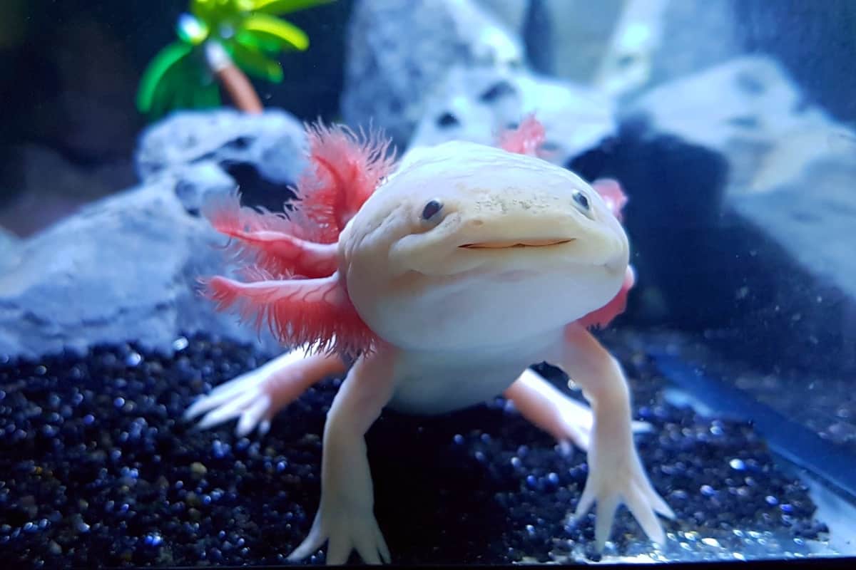Do Axolotls Have Teeth