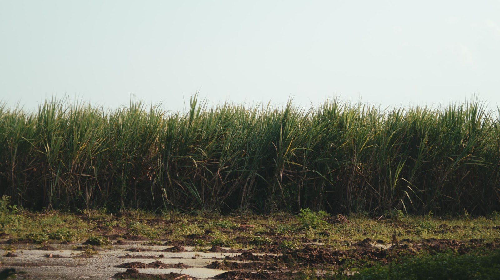 A sugarcane plantation