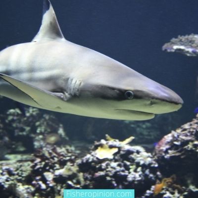 Sharks Give Birth