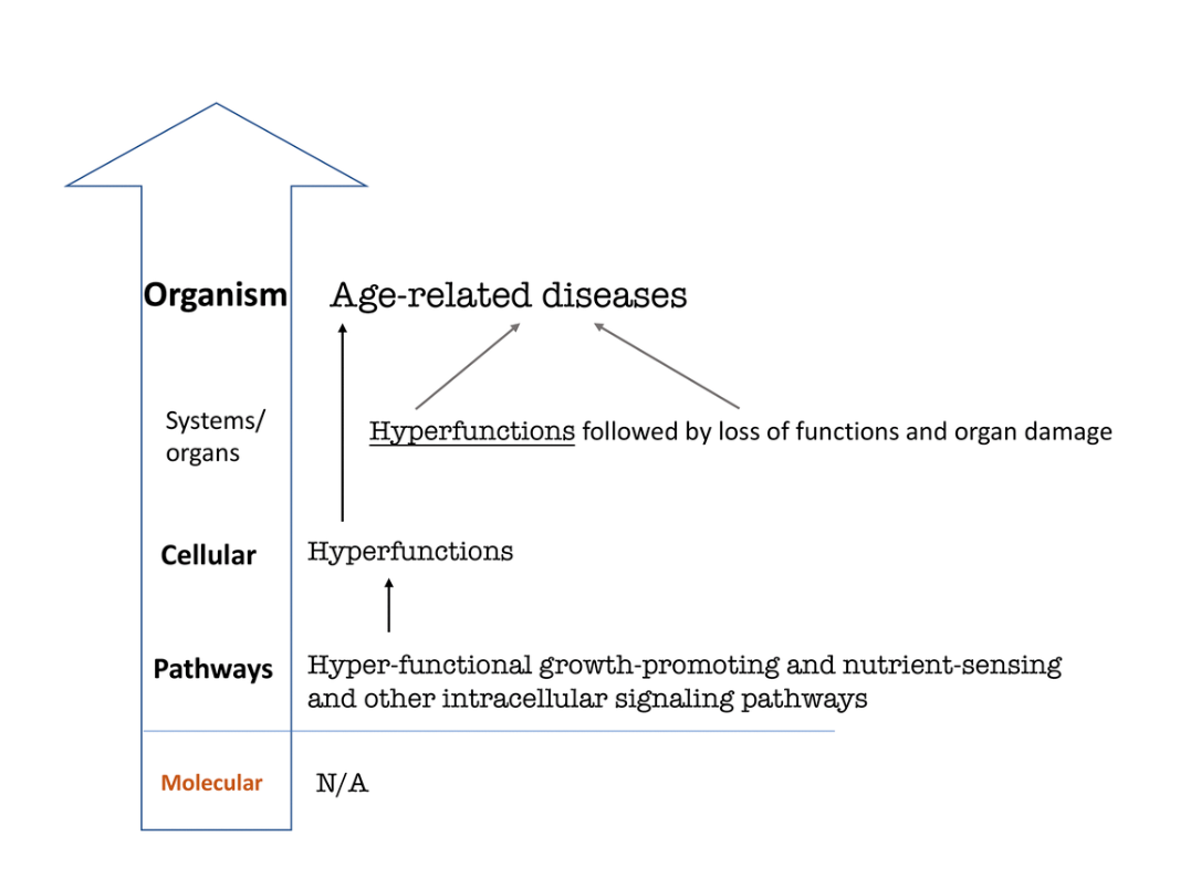 Figure 4. Hierarchical hallmarks of aging based on hyperfunction theory, universal. 