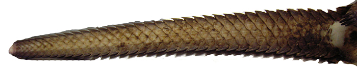 Another aspect of a mature pangolin’s tail at autopsy. The entire base of the tail is covered with scales, except for its tip.