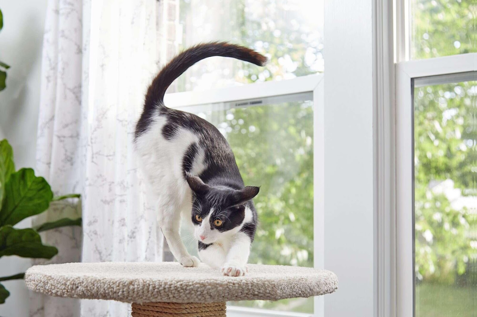 Scratching Pole For Cats DIY