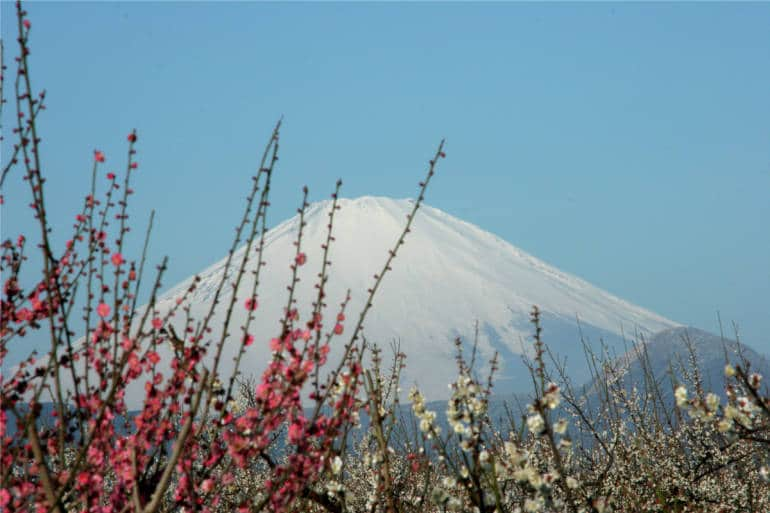 plum odawara fuji