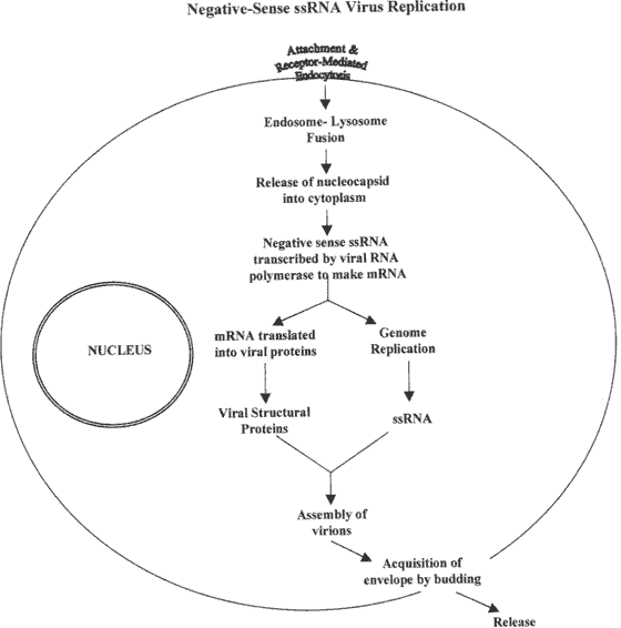 Esquema de replicação dos vírus RNA de cadeia negativa.