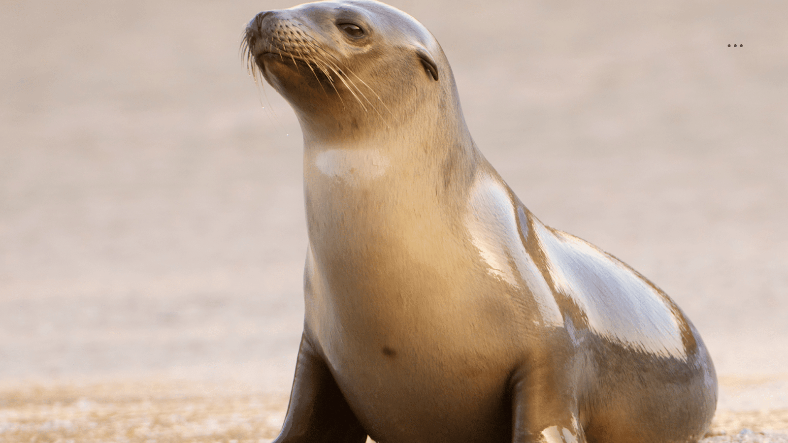 Seals: Diet, habitat, behaviour, and conservation