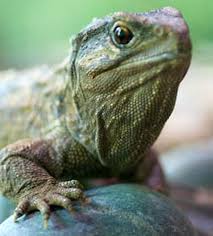 Image result for tuatara