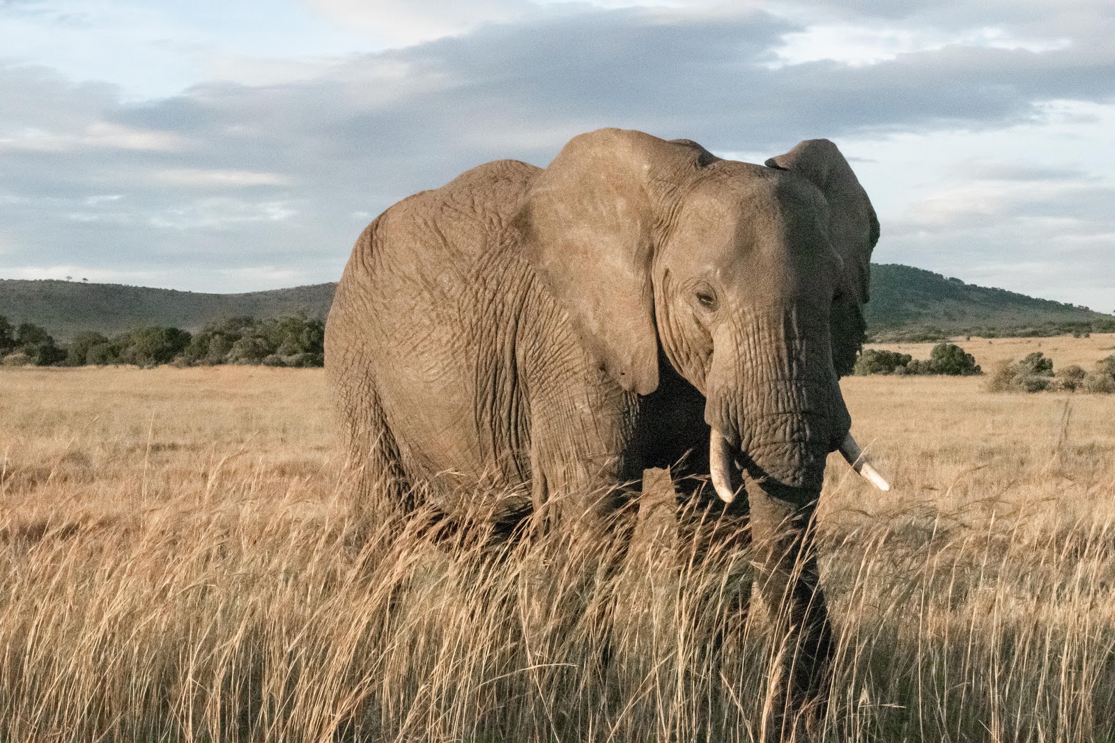 Elephant standing in tall brown grass with mountains and blue sky in the background.