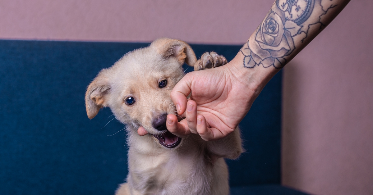 dog in bed with man's tattooed arm