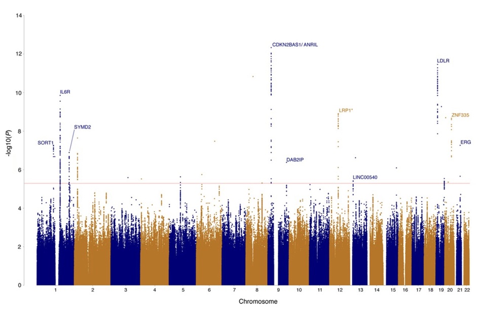 An example of an SNP array results. 