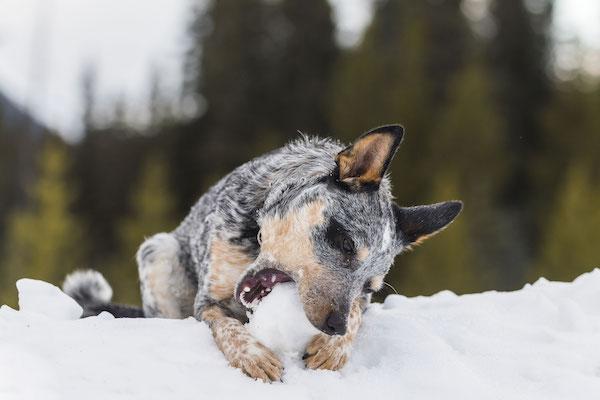 Facts on the Blue Heeler Dog