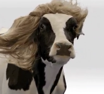 Non, pas cette vache. 