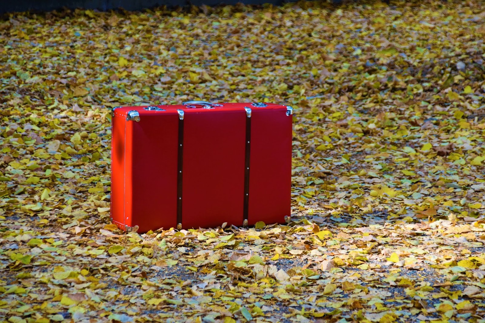 suitcase on the ground amongst fallen leaves