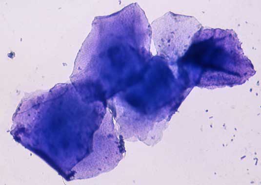 Photomicrograph of a vaginal smear collected during early estrus, containing only cornified superficial epithelial cells and a few bacteria
