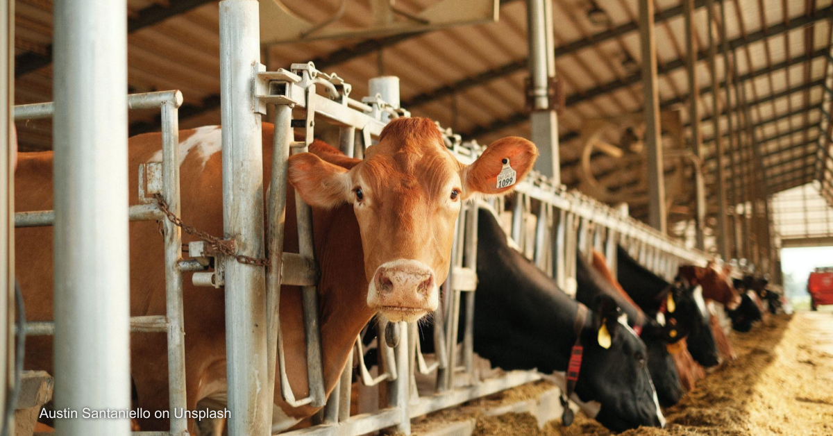 Opinion: Curbing antibiotics in farming vital for health and planet