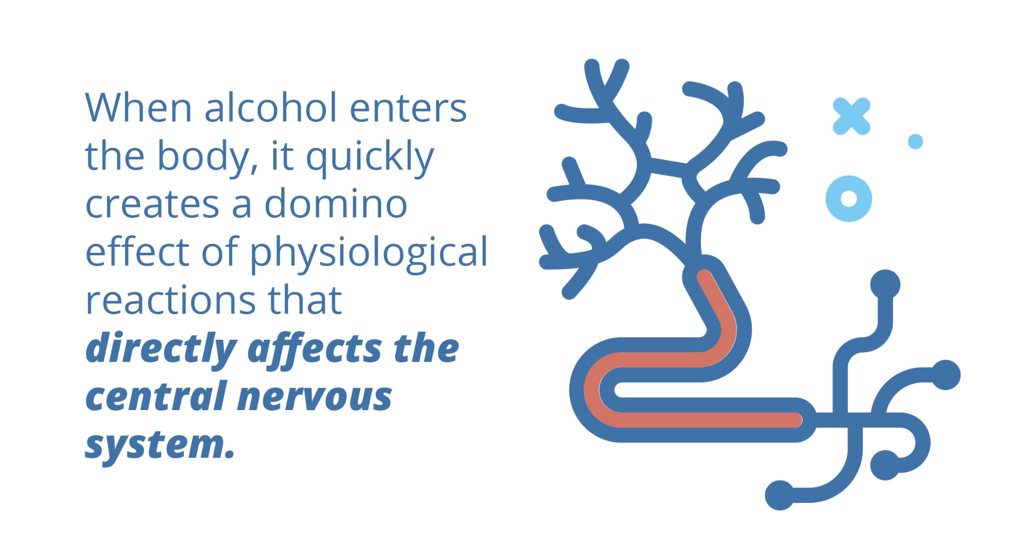 When alcohol enters the body, it quickly creates a domino effect of physiological reactions that directly affects the central nervous system.