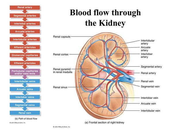 What is the path of blood flow through the renal blood vessels, blood  supply and venous drainage? - Quora