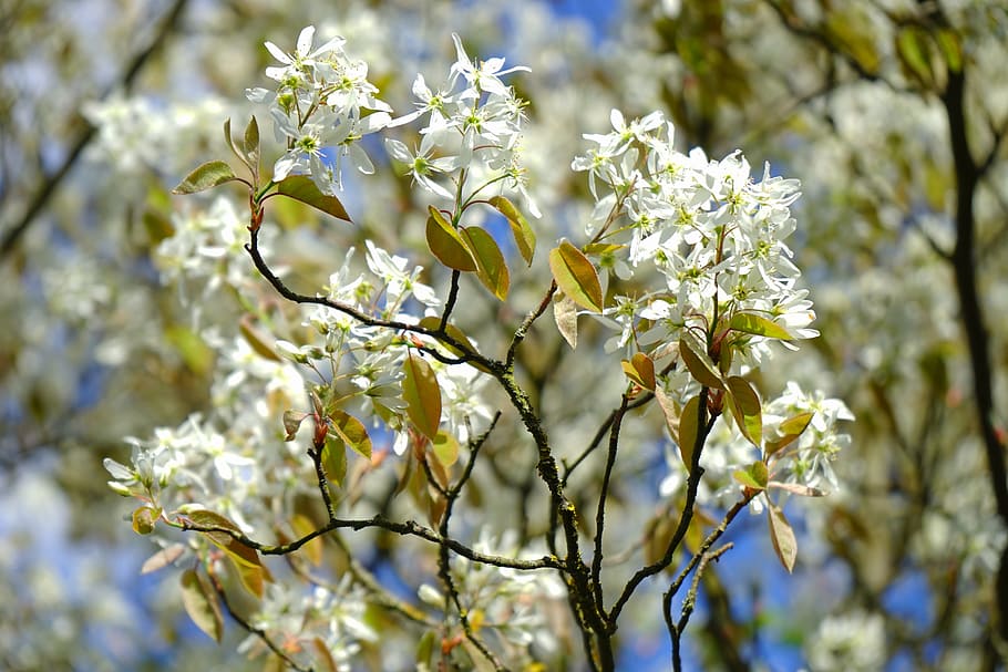 https://c1.wallpaperflare.com/preview/624/81/86/amelanchier-flowers-white-bl%C3%BCtenmeer.jpg