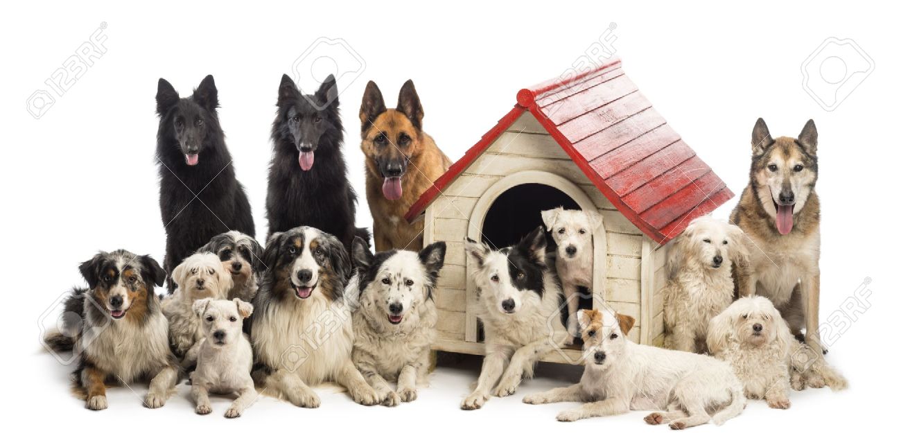 16486248-Large-group-of-dogs-in-and-surrounding-a-kennel-against-white-background-Stock-Photo.jpg
