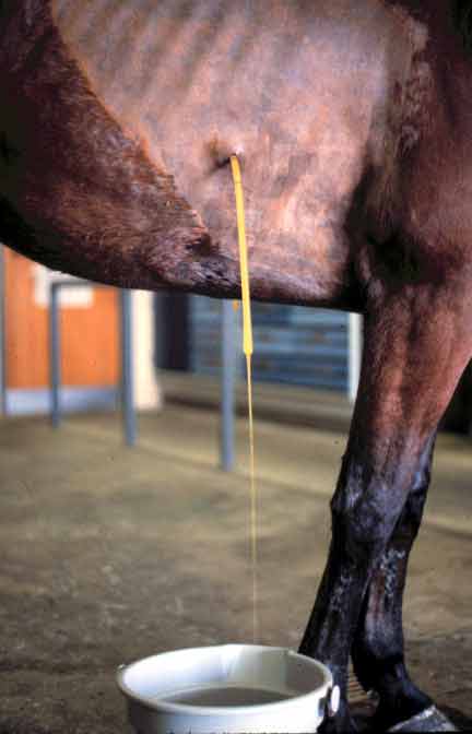 Chest tube drainage of pleural fluid in a horse with severe pleuropneumonia.