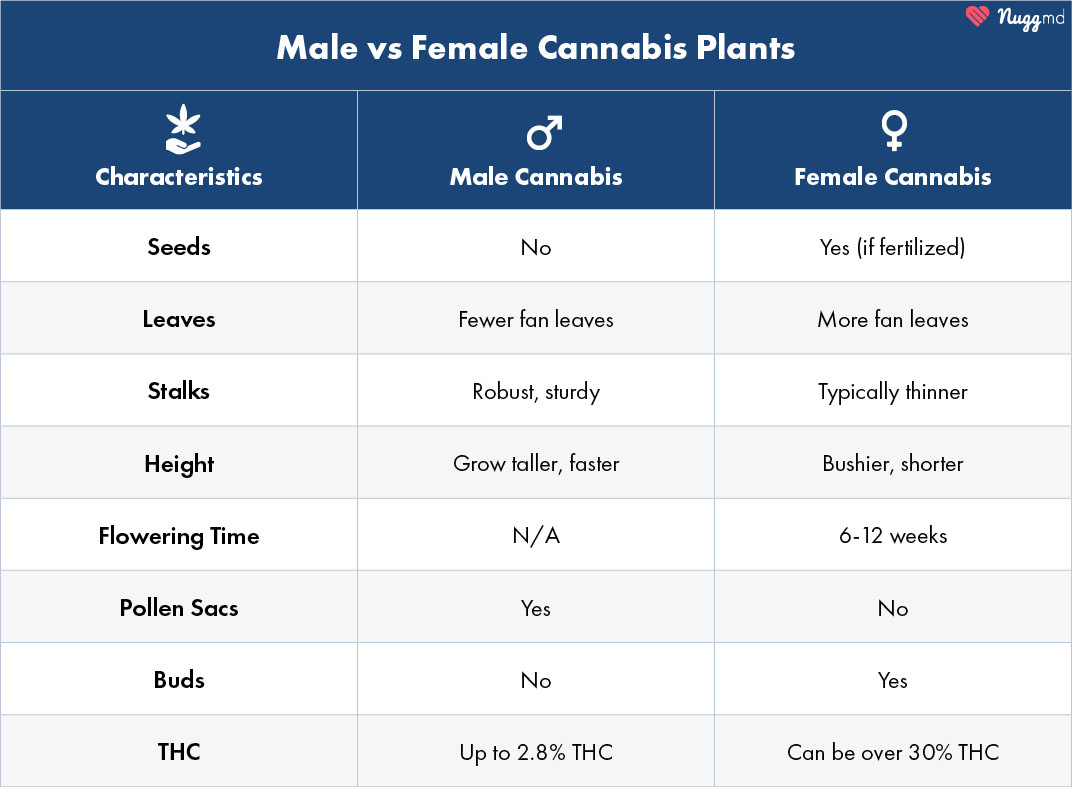 male vs female cannabis plant differences