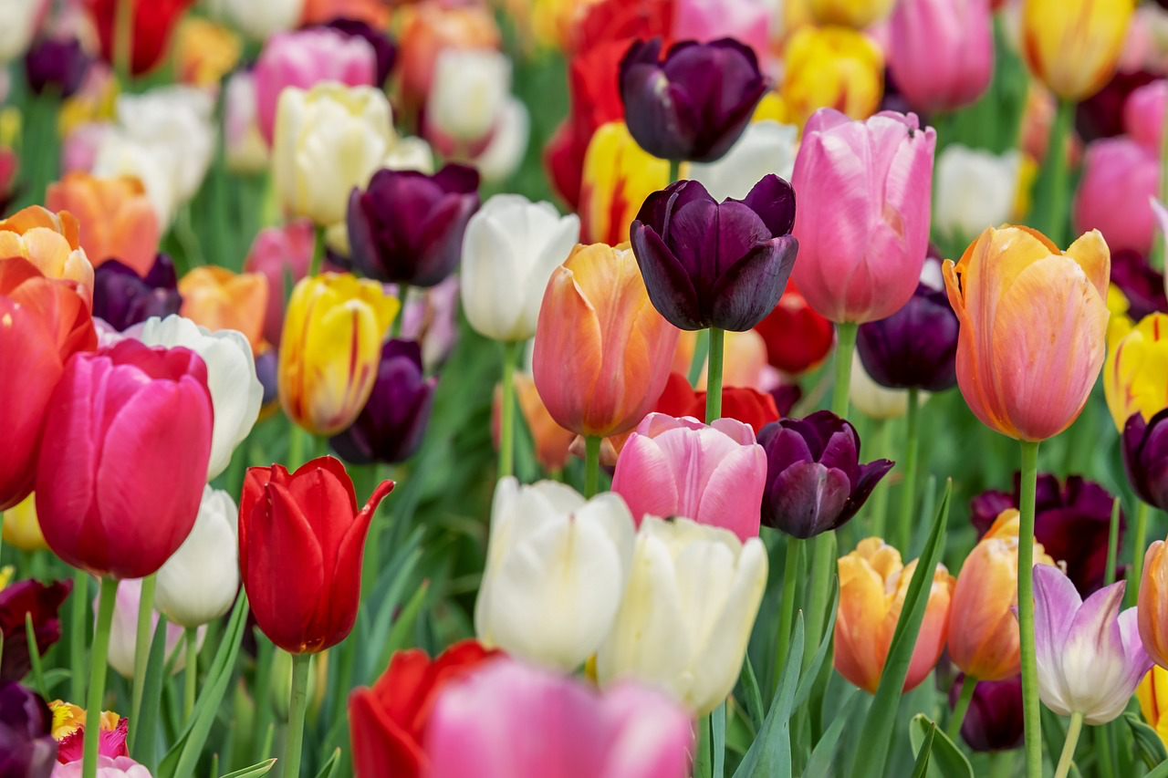 Die Geschichte der Tulpe ist genauso faszinierend wie ihre Vielfalt. 