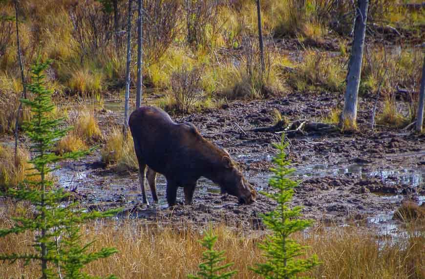 You might spot a moose in the Vermillion Lakes area