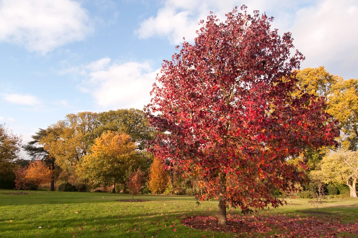 Is sweetgum a good firewood