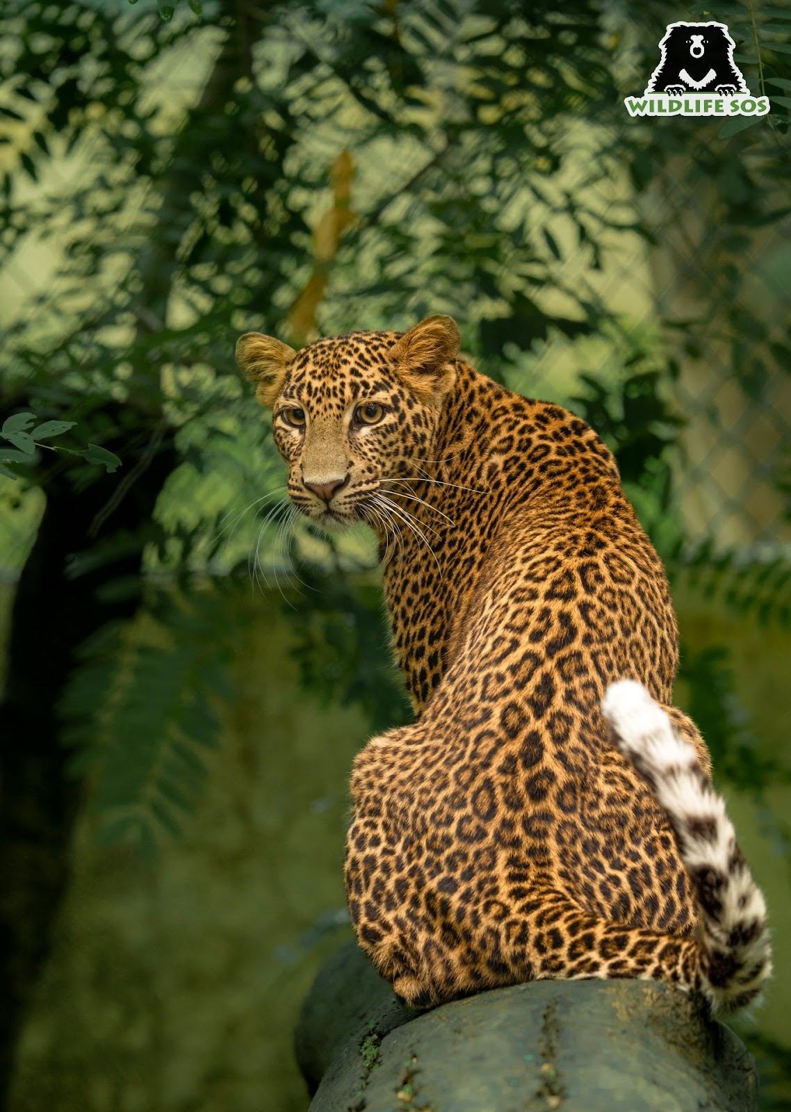 aditi, a leopard cub