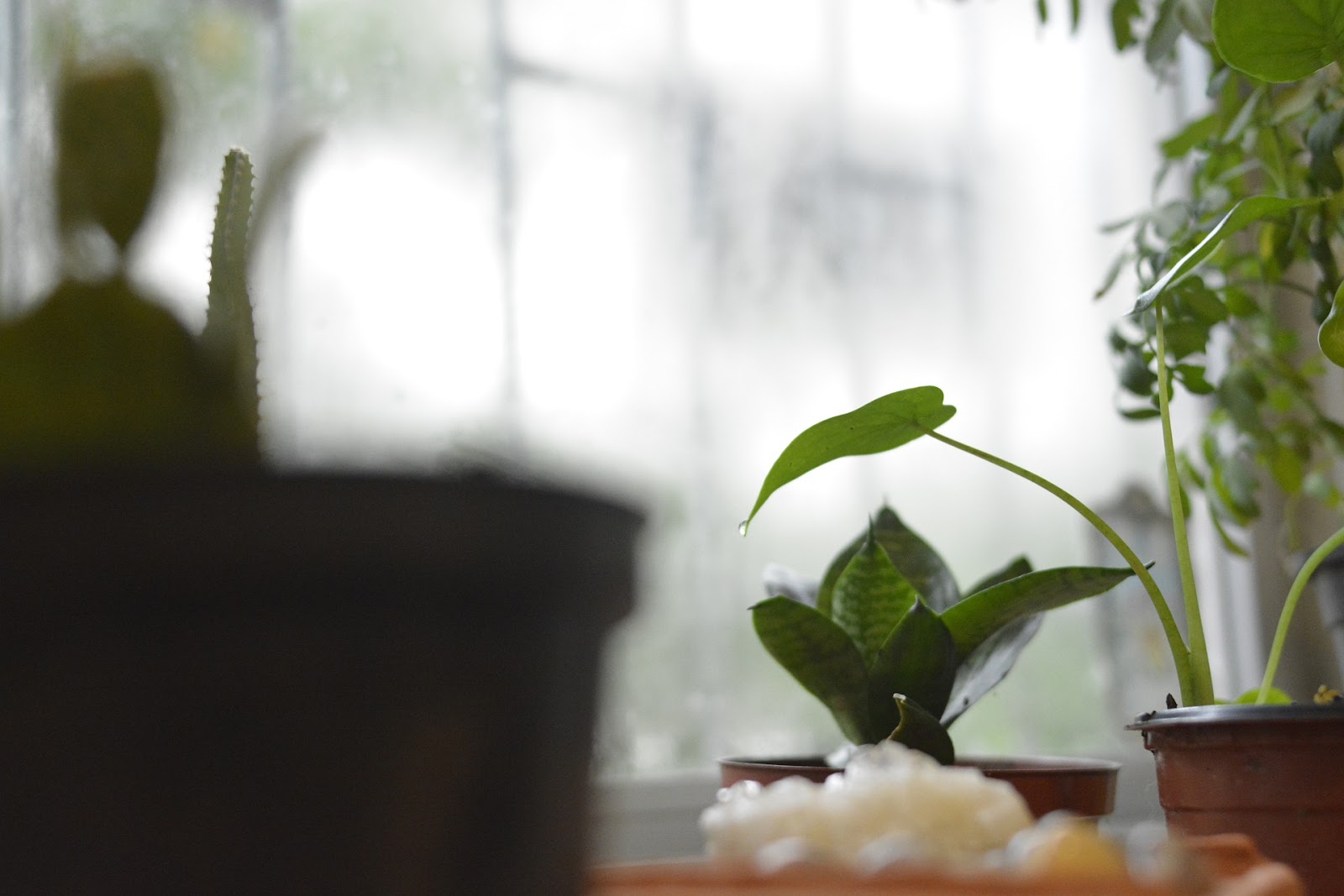 Several houseplants near window, leaf dripping water