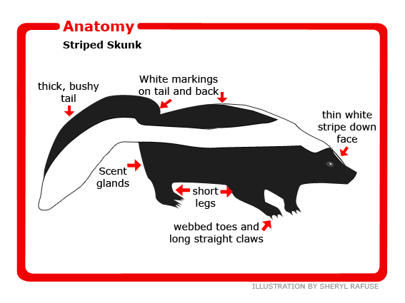 Anatomy of the Striped skunk | Skunk facts, Striped skunk, Skunk