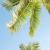 Palm Tree Wallpaper for iPhone and Android 