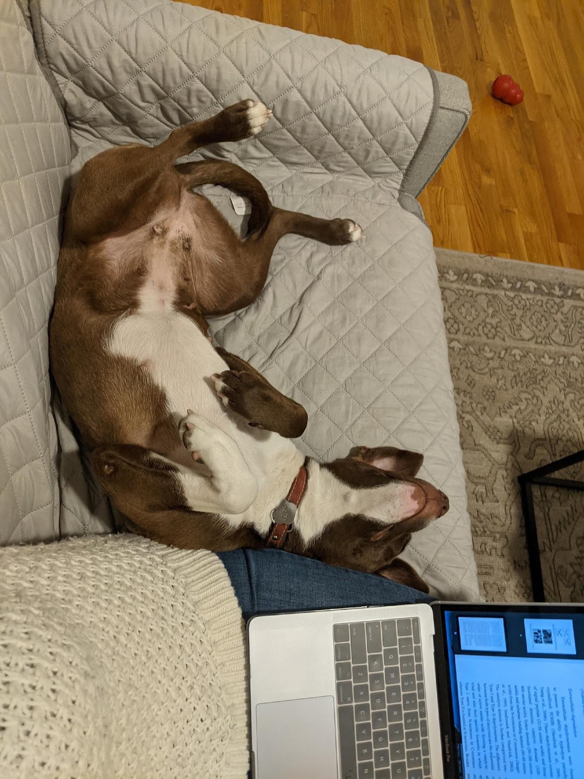 A dog lying on a couch

Description automatically generated with low confidence