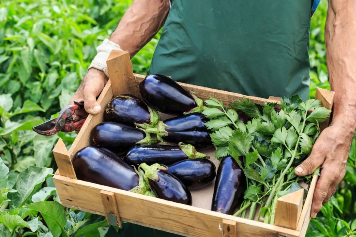 Preparing Your Polytunnel