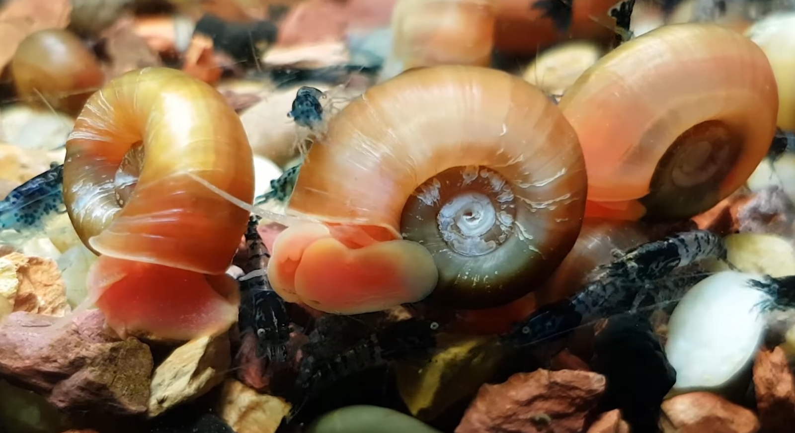Shrimp crawling on snails