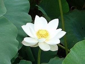 白い花が咲いている自動的に生成された説明