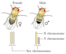 A diagram shows a female fly with two full length X chromosomes. A male fly is shown with a full length X chromosome and a shorter Y chromosome.
