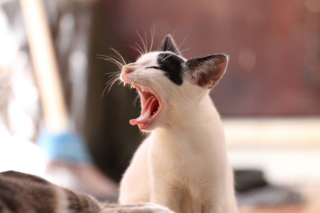 Increase your energy - yawning cat