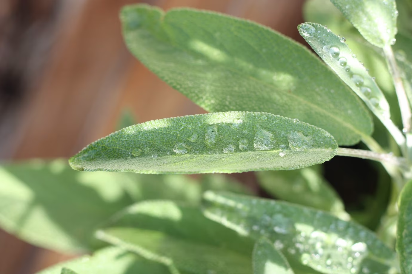 Salvia