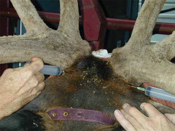 The simplest method to desensitize velvet antler is to perform a ring block, with lidocaine hydrochloride, at the base of the antler pedicle